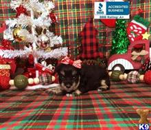 miniature schnauzer puppy posted by Rhonda Wallace